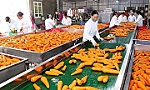 Processed fruits, vegetables enter one-billion-USD export club