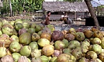 Bến Tre: Giá dừa thấp trong mùa nghịch vụ, nhà vườn lao đao