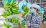 Vietnam's dragon fruit, banana, durian export targets 2 billion USD in 2023