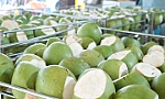 Đề nghị Trung Quốc mở cửa với trái dừa tươi Việt Nam