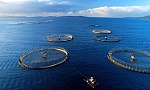 Vietnam eyes 1 billion USD from seaculture product exports by 2025