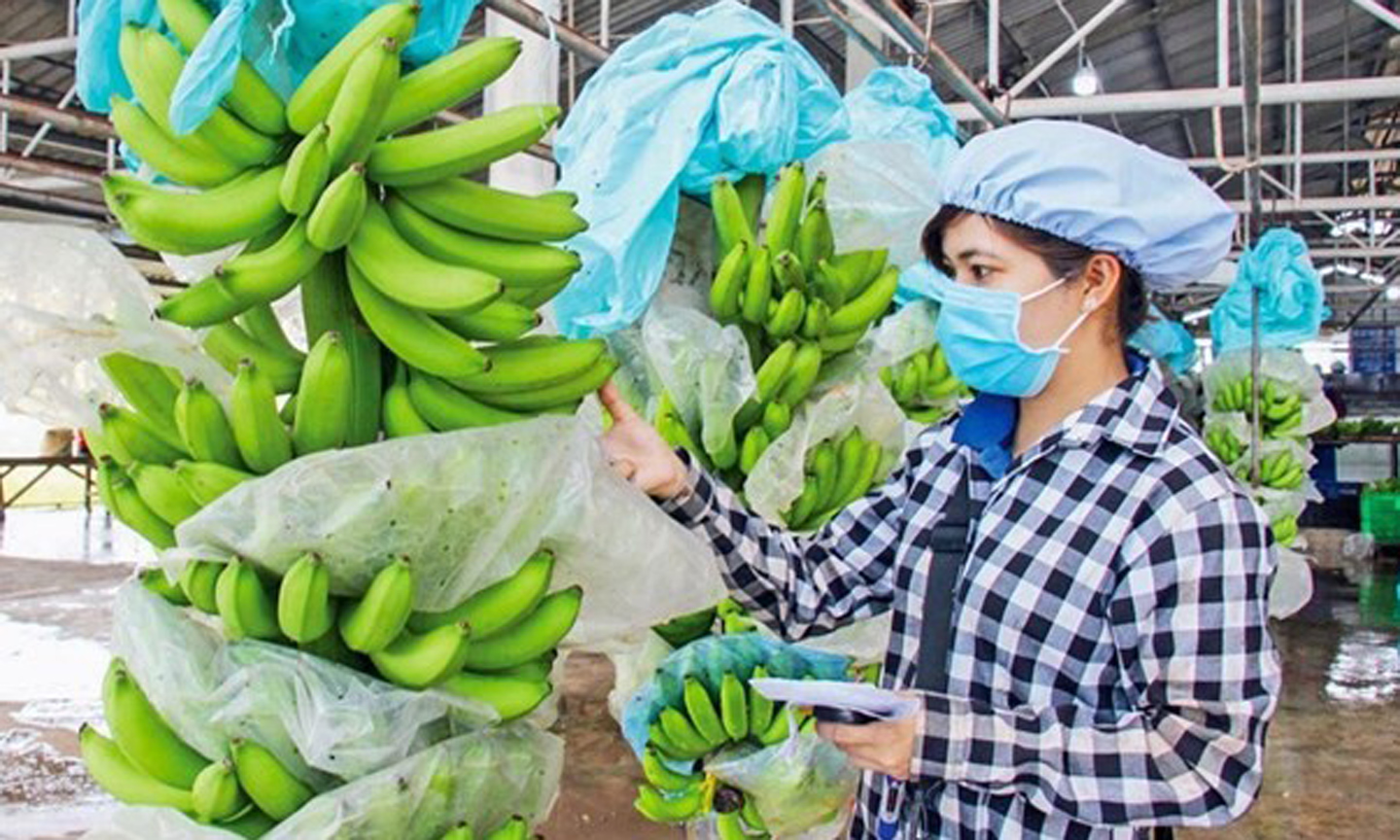 ABO/NDO- The export of dragon fruit, banana and durian is expected to contribute 2 billion USD to the country’s export turnover in 2023.