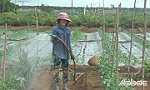 Huyện Tân Phú Đông: Nâng cao hiệu quả chuyển đổi cơ cấu cây trồng
