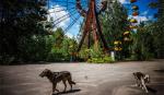 Nghiên cứu gene những con chó sống sót sau thảm họa Chernobyl