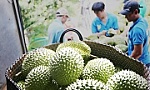 More Lam Dong durian farming area codes get approval from China