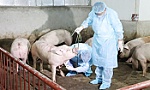 Cảnh báo nguy cơ lây lan dịch tả lợn châu Phi