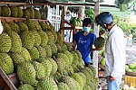 Can Tho ships first 18.5 tonnes of durian to China