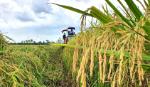 Xuất khẩu gạo có thêm cơ hội khi Indonesia muốn mua 2 triệu tấn để dự trữ