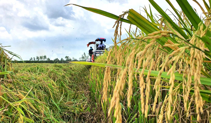 Xuất khẩu gạo có thêm cơ hội khi Indonesia muốn mua 2 triệu tấn để dự trữ