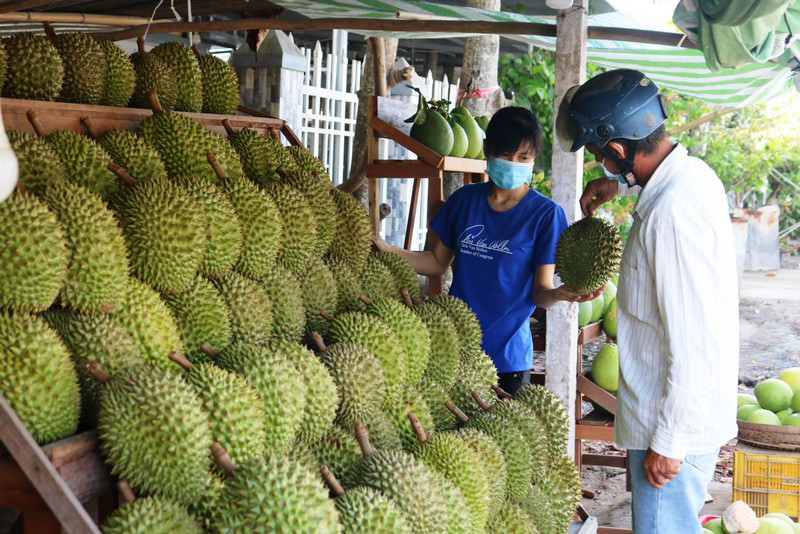 ABO/NDO- The Mekong Delta city of Can Tho has exported the first 18.5 tonnes of locally grown durians to China under an agreement between Vietnam’s agriculture ministry and Chinese customs.