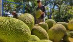Triển vọng xuất khẩu của trái cây Việt Nam