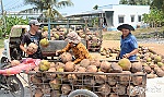 Nghiên cứu xây dựng Đề án Phát triển cây dừa trên địa bàn tỉnh Tiền Giang
