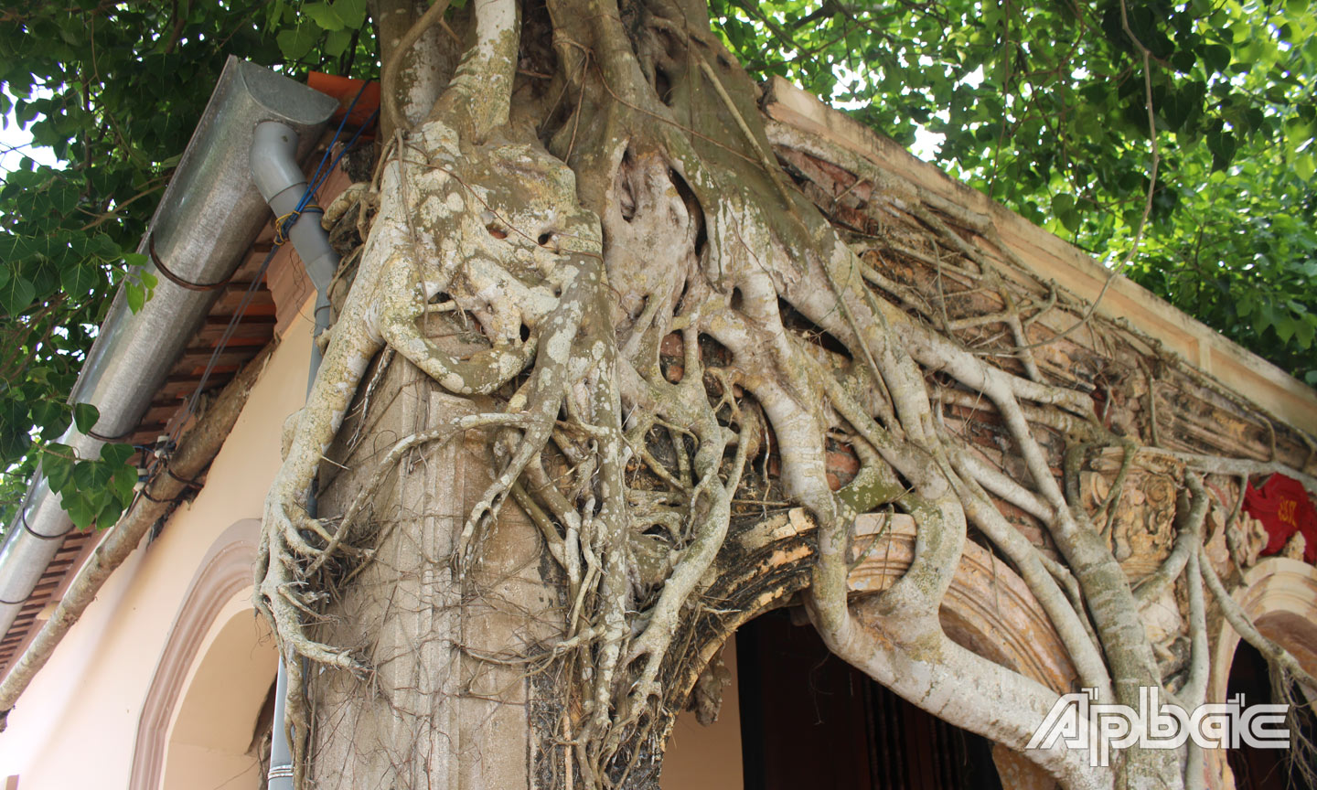 Hai cây bồ đề buông rễ, ôm toàn bộ ngôi đình là một trong những nét độc đáo của đình Tân Đông. 