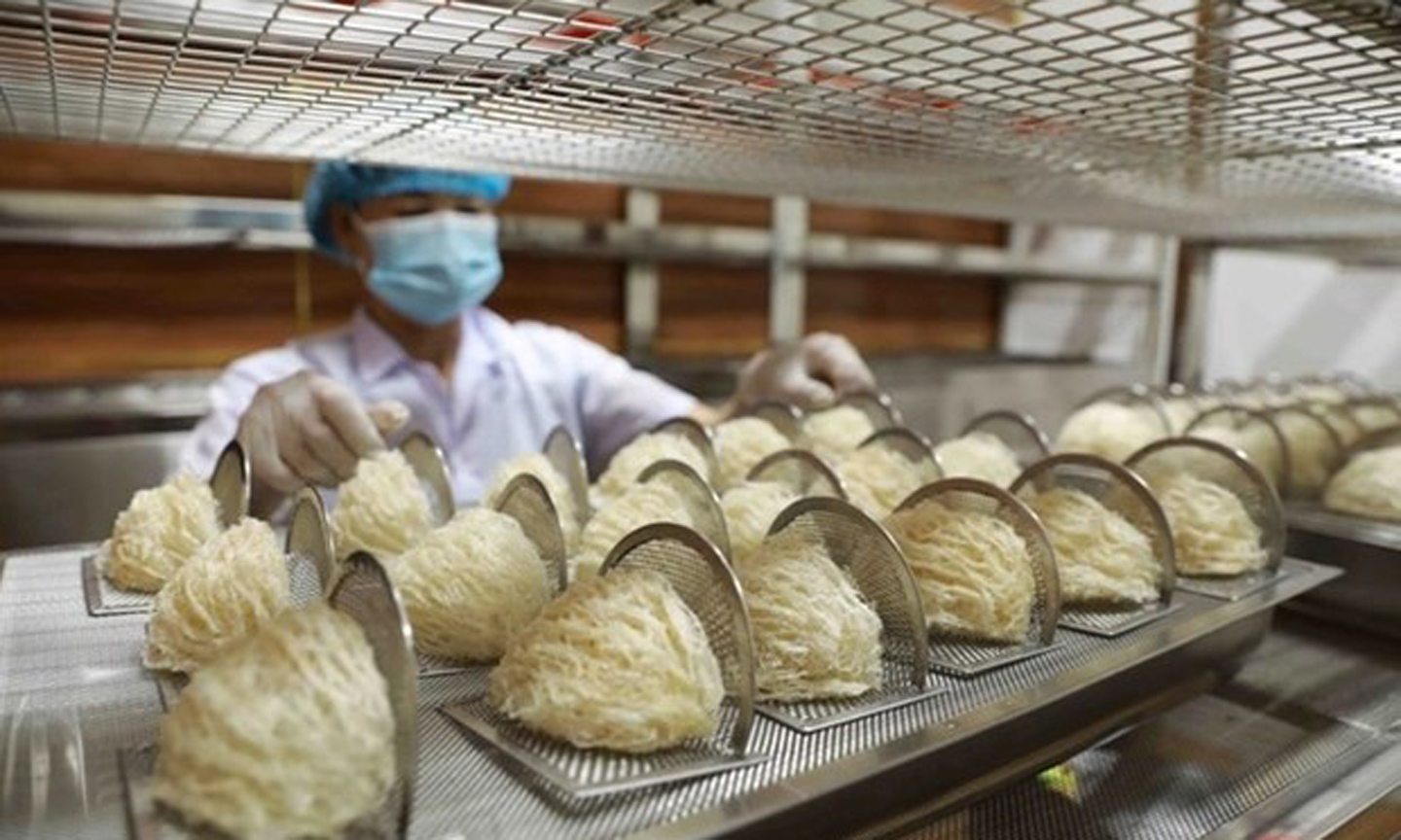 Vietnamese bird’s nests see opportunities to enter Chinese market