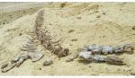 Ai Cập phát hiện hóa thạch loài cá voi tuyệt chủng 41 triệu năm trước