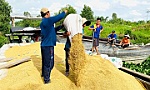 Tăng cường công tác xúc tiến thương mại, phát triển thị trường xuất khẩu gạo