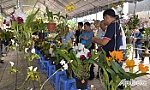 Hội thi Hoa phong lan Mê Kông mở rộng lần thứ I: Thu hút 165 tác phẩm dự thi