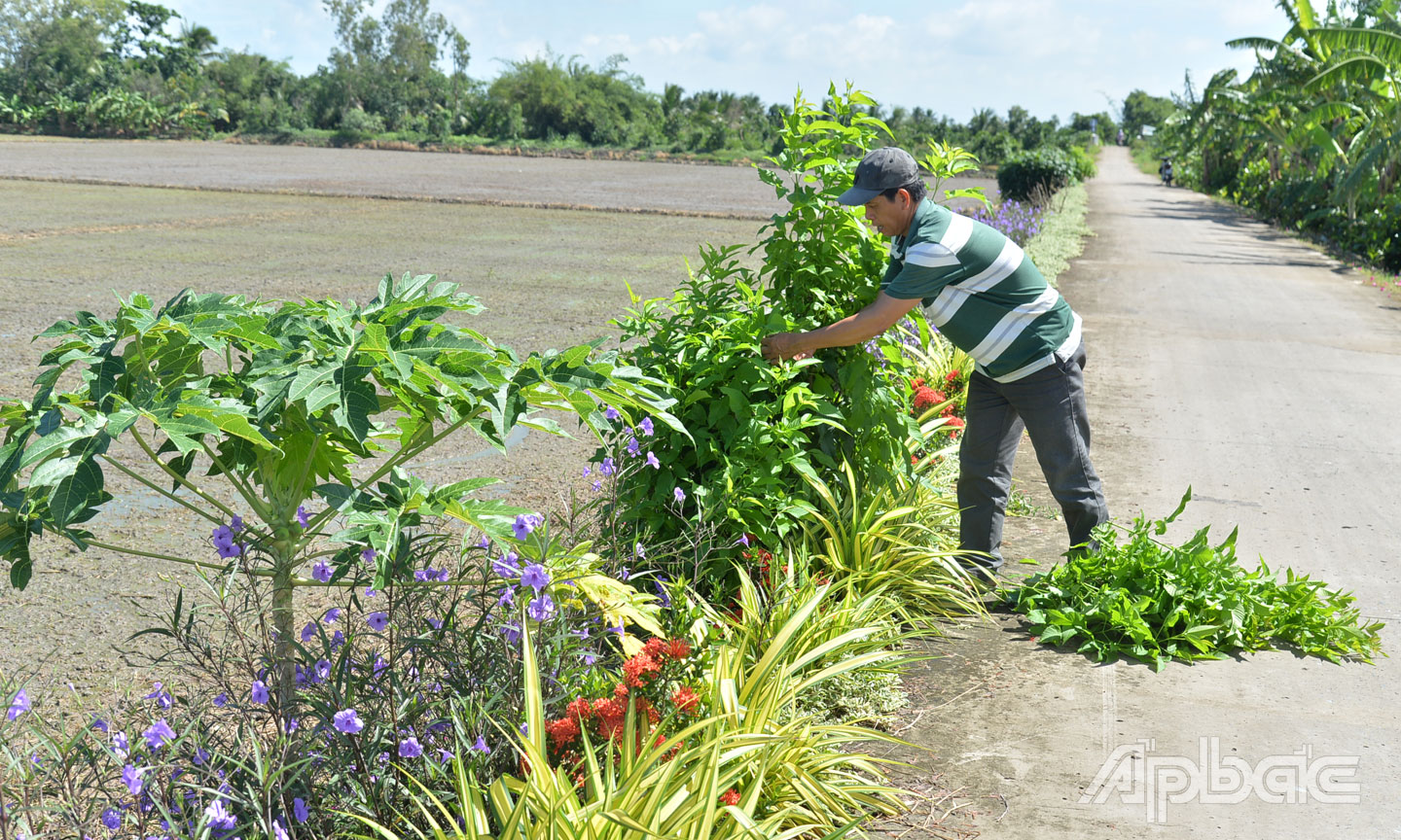 Anh Trần Văn Khoái trồng hoa dọc theo tuyến đường góp phần tạo mỹ quan cho nông thôn mới.