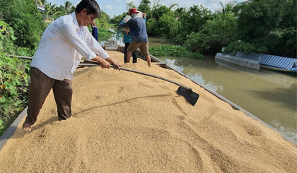 Doanh nghiệp Philippines đồng loạt xin hủy hợp đồng, thị trường lúa gạo Việt sẽ ra sao?