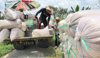 Indonesia mua 300.000 tấn gạo, Việt Nam trúng thầu 50.000 tấn