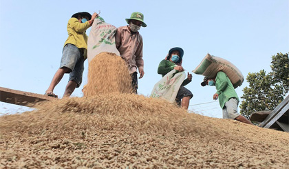 Philippines bỏ chính sách giá trần, giá lúa gạo Việt vẫn… 