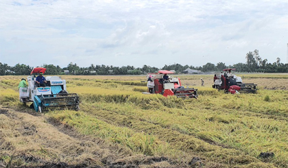 Giá gạo xuất khẩu có xu hướng giảm