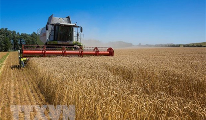 Nga đề xuất biện pháp giải quyết ngũ cốc thừa của Ukraine