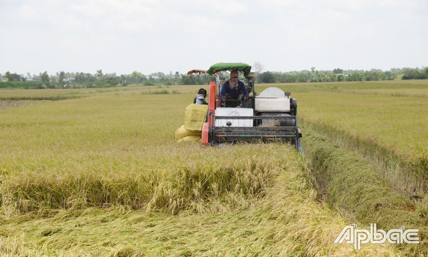 Thu hoạch lúa ở huyện Gò Công Tây.