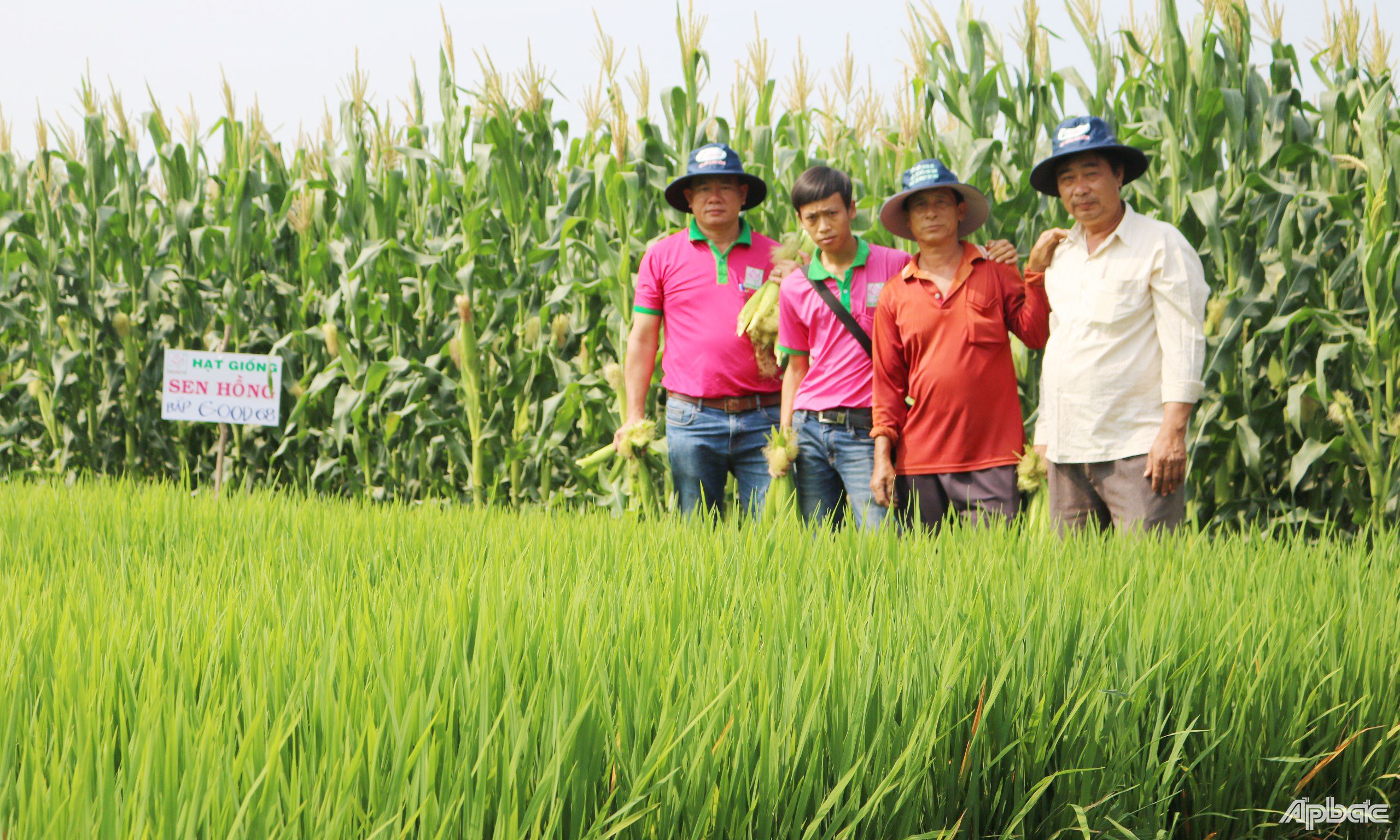Giống cây trồng do công ty ông Tuấn sản xuất và cung ứng ngày càng được nông dân tin dùng.