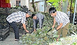 Giá khóm Tân Phước lập đỉnh, nông dân phấn khởi
