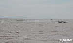 Nuôi hàu tự phát tại vùng biển Gò Công