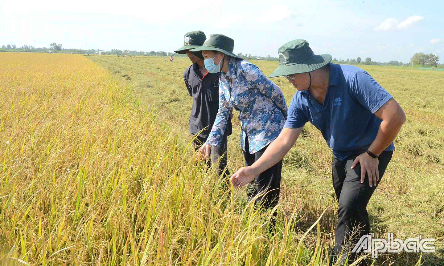 HTX còn tiên phong sản xuất lúa theo hướng hữu cơ. 