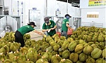 Vietnamese durian exports reel in about 2.22 billion USD