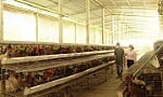 Tiền Giang dự kiến cung cấp khoảng 56.700 tấn thịt gia cầm cho thị trường Tết Nguyên đán 2024