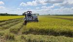 Việt Nam có thể bán 400.000 tấn gạo trong đợt đấu thầu của Indonesia