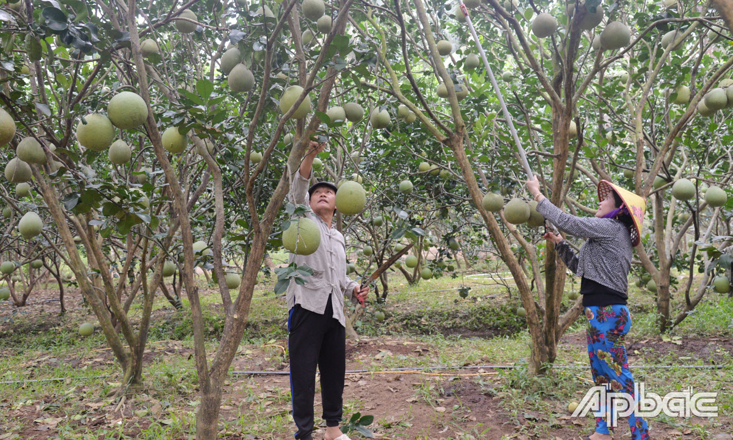 Vợ chồng ông Lê Văn Song chăm sóc vườn chuẩn bị bán tết.