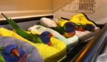 Hàng trăm con vẹt tê liệt rơi xuống Australia