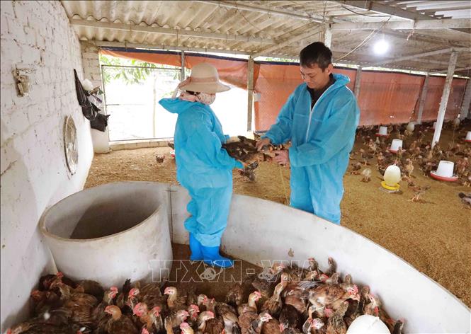 Nhân viên thú y tiêm vaccine phòng bệnh cho đàn gia cầm của hộ chăn nuôi ở phường Chí Minh, thành phố Chí Linh, tỉnh Hải Dương. Ảnh: Vũ Sinh/TTXVN