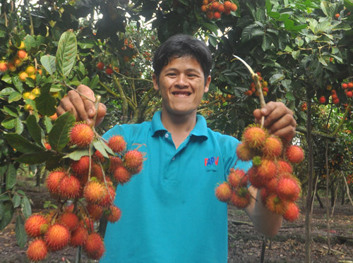 Chôm chôm đạt tiêu chuẩn VietGAP.