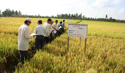 Hội thảo đầu bờ Mô hình VietGAP ở xã Đồng Thạnh.