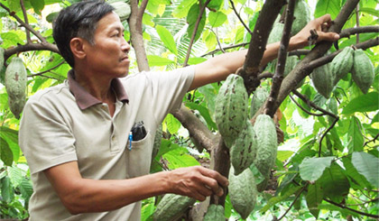 Ông Trần Văn Nhịn, ấp Bình Trung, xã Thạnh Nhựt (Gò Công Tây) thích thú với chương trình sản xuất ca cao hữu cơ, UTZ Certified.