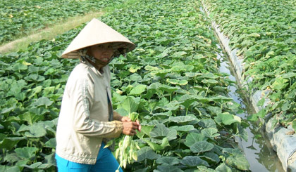 Được chuyển giao khoa học - kỹ thuật, nhiều nông dân xã Bình Phú đã luân canh lúa - màu cho hiệu quả kinh tế cao.