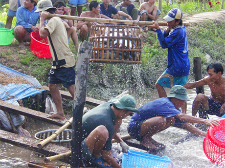 Thu hoạch cá tra cung cấp nguyên liệu cho nhà máy chế biến xuất khẩu.