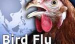 USAID tài trợ 300.000 USD chống cúm ở Việt Nam