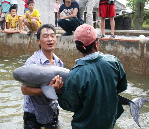 Ngày 21-4, ngư dân xã Hoằng Thanh (Hoằng Hóa, Thanh Hóa) đã bắt được con cá heo nặng 70 kg. Sau đó loài cá quý hiếm có trong sách đỏ Việt Nam đã được thả về biển.