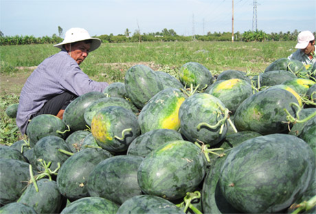 Nông dân các huyện phía Tây trúng mùa dưa hấu.