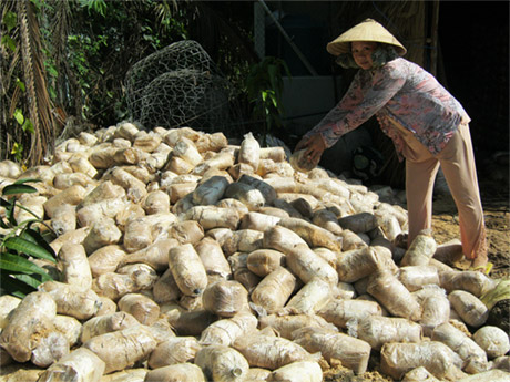 Bà Thái Thị Huệ,khu phố Tân Hà, phường Tân Longtháo bỏ những bịch phôi nấm bị hư và chất thành đống.