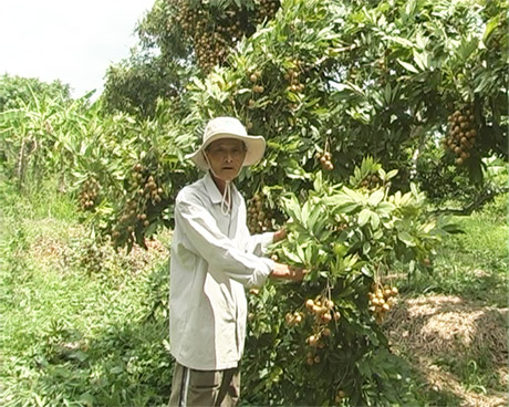 Ông Sang và cây nhãn tiêu Huế.