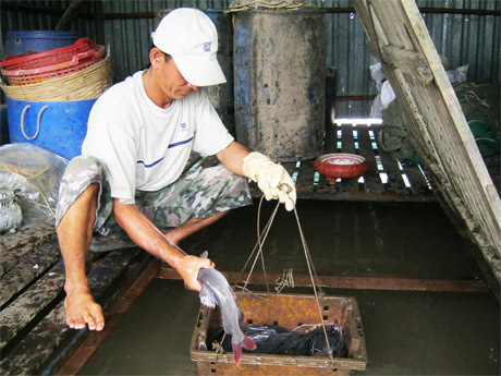 Chủ bè Nguyễn Mộng Nguyên ở khu phố Tân Bình, phường Tân Long theo dõi trọng lượng cá lăng nha.