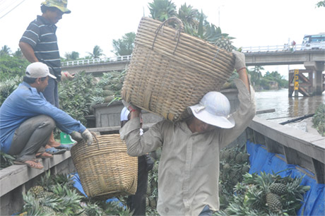 Thu mua khóm bán cho thương nhân Trung Quốc tại Long Hưng (Châu Thành).